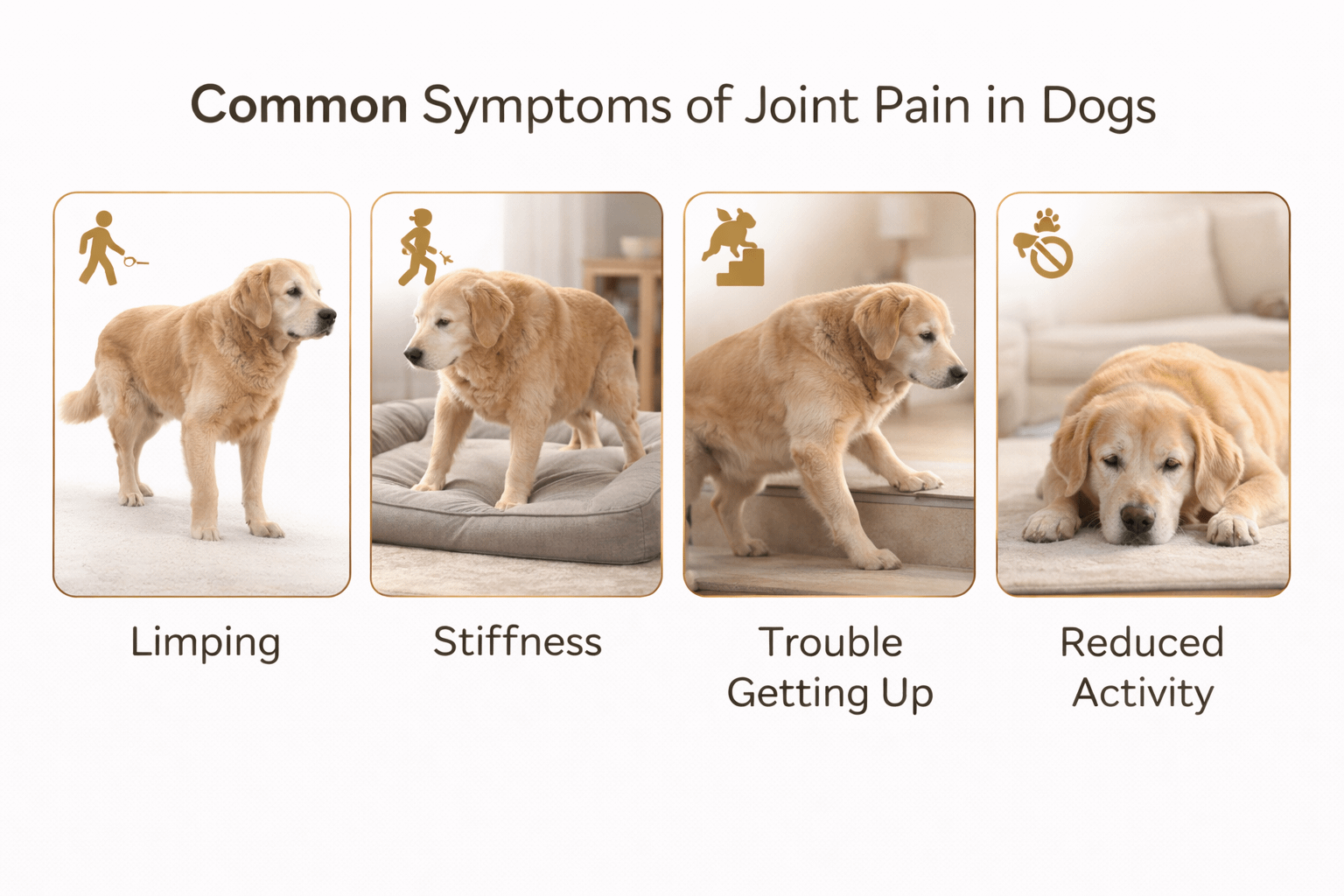 Infographic showing common symptoms of joint pain in dogs including limping, stiffness, difficulty getting up, and reduced activity