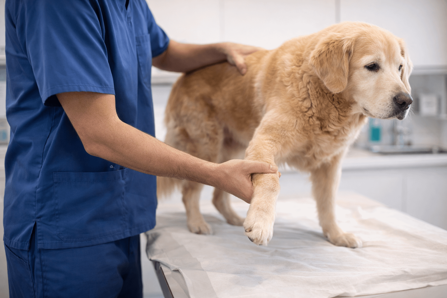 Veterinarian evaluating a dog’s hip and leg range of motion during a joint health checkup