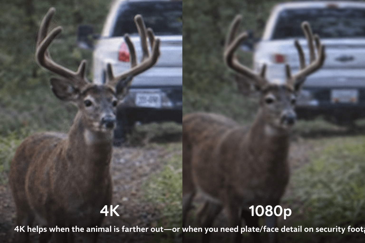 Comparison graphic showing 4K crop detail vs 1080p on trail camera footage