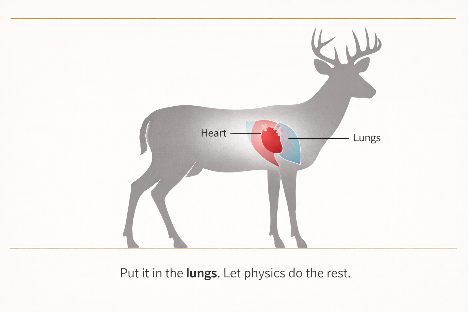 Simple whitetail shot placement diagram highlighting heart-lung zone for straight-wall deer hunting